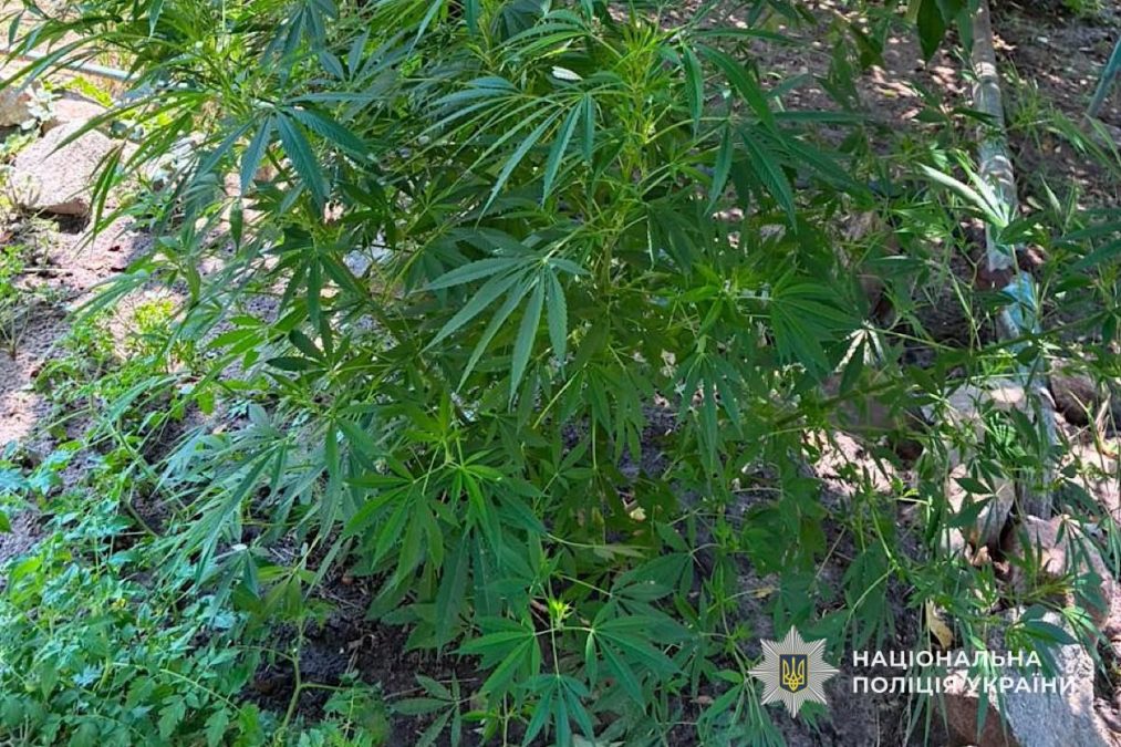 69-річного жителя Криворіжжя викрили на вирощуванні конопель і маку - 24.07.2026