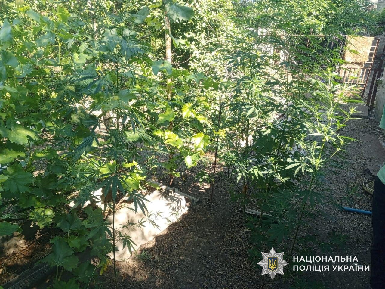 На Дніпропетровщині судитимуть двох чоловіків за незаконне вирощування конопель - 29.07.2026