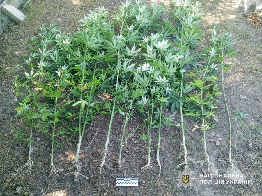 На Дніпропетровщині судитимуть двох чоловіків за незаконне вирощування конопель - 29.07.2026