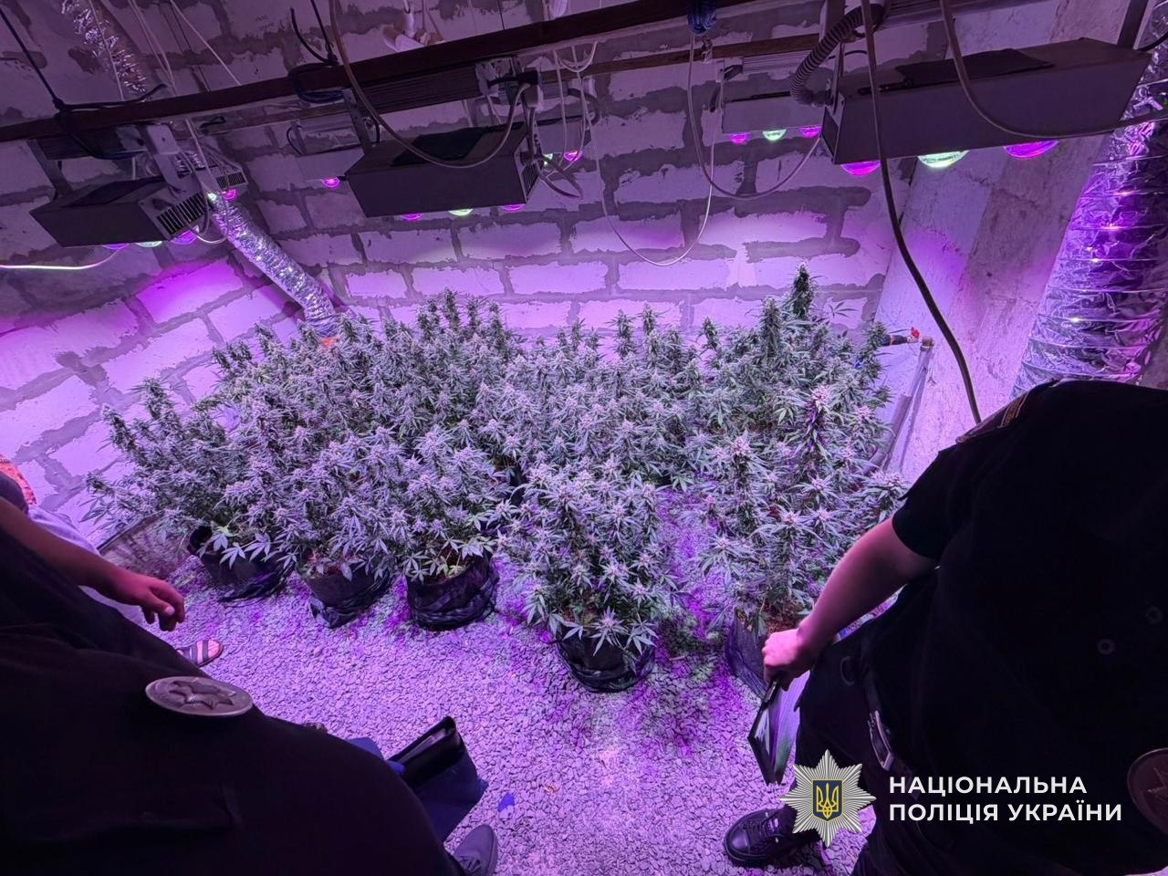 На Дніпропетровщині судитимуть двох чоловіків за незаконне вирощування конопель - 29.07.2026