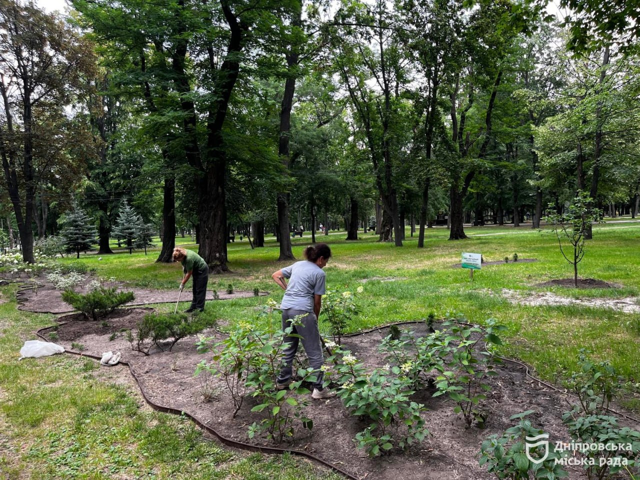 У Дніпрі розпочався пік цвітіння гортензій