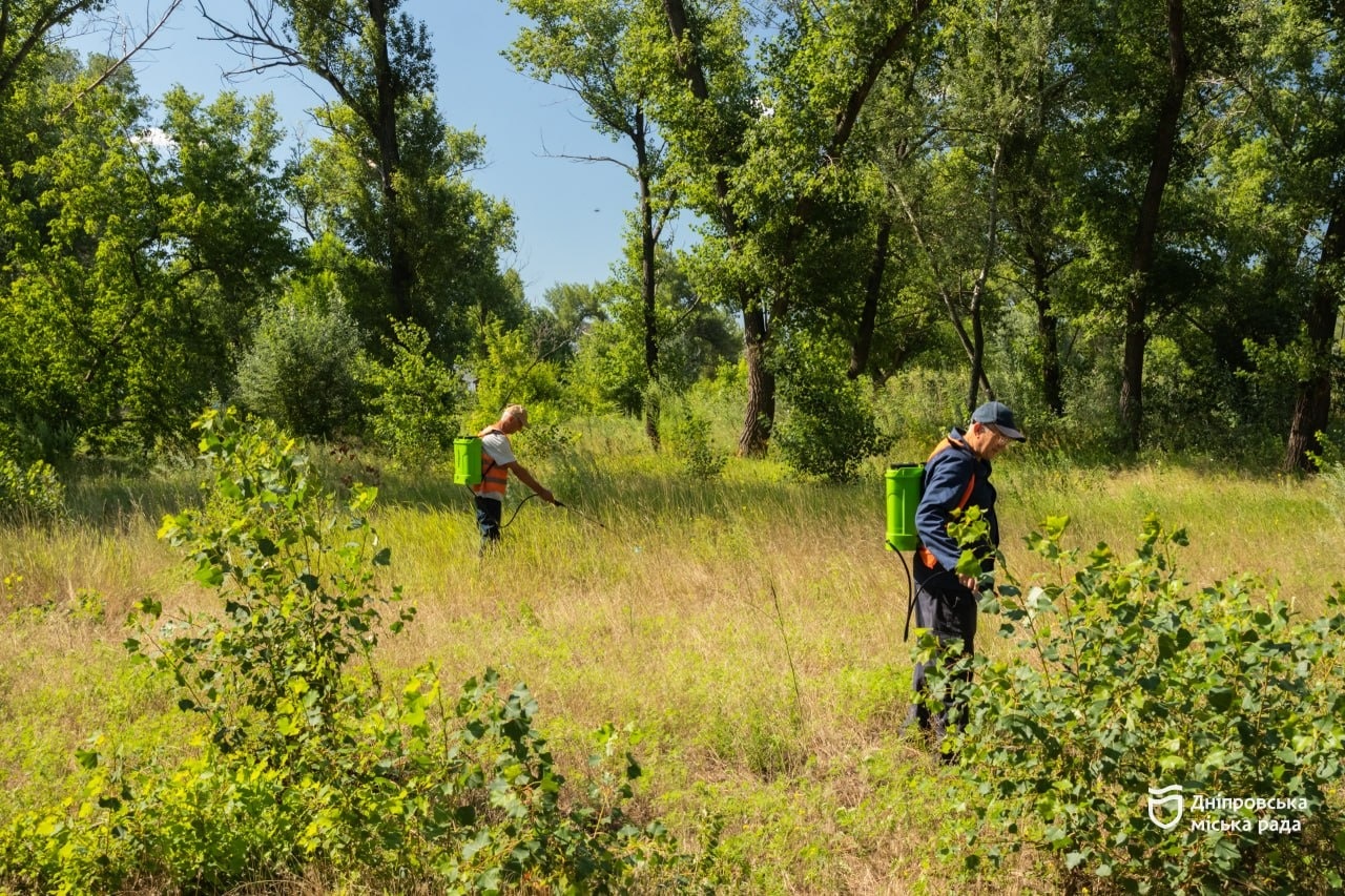У Дніпрі триває комплексна ліквідація осередків амброзії полинолистої за допомогою сучасного агрохімічного методу