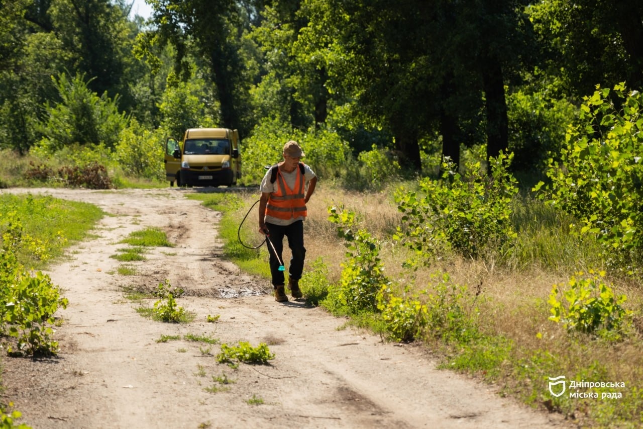 У Дніпрі триває комплексна ліквідація осередків амброзії полинолистої за допомогою сучасного агрохімічного методу