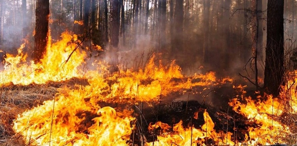 Понад 900 пожеж в екосистемах з початку літа зафіксували на Дніпропетровщині - 08.08.2026