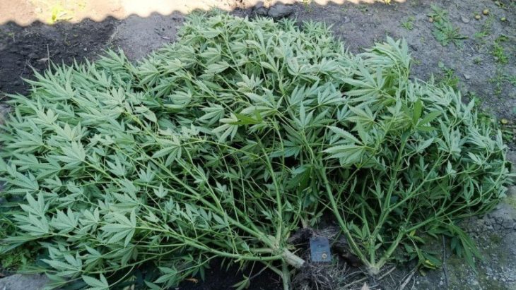 37 рослин конопель та майже кілограм канабісу: в Кам’янському районі судитимуть 35-річного чоловіка - 26.09.2026