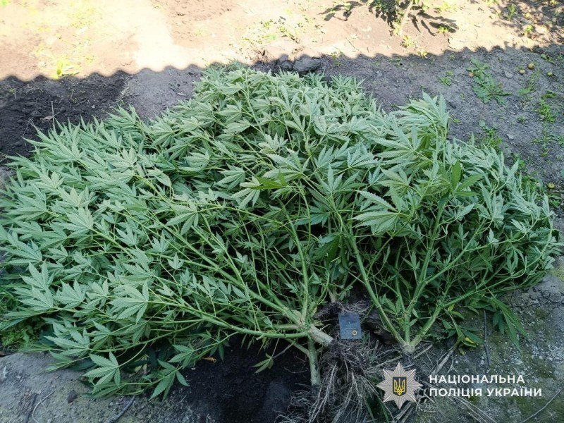 37 рослин конопель та майже кілограм канабісу: в Кам’янському районі судитимуть 35-річного чоловіка - 26.09.2026