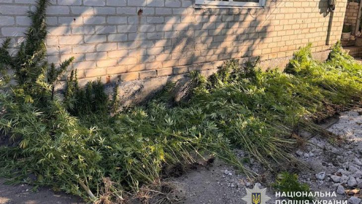 Майже 260 кущів конопель та висушений канабіс: у Дніпровському районі викрили чоловіка - 26.09.2026