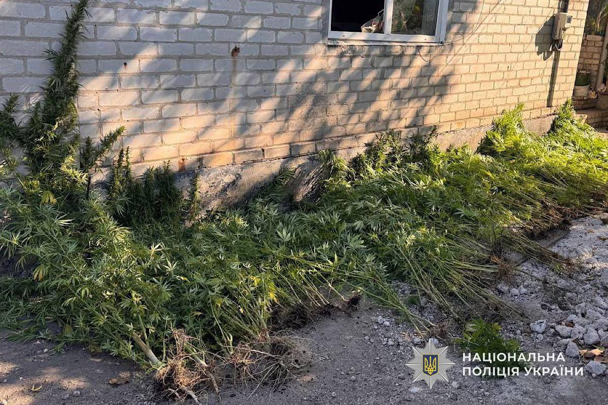Майже 260 кущів конопель та висушений канабіс: у Дніпровському районі викрили чоловіка - 26.09.2026