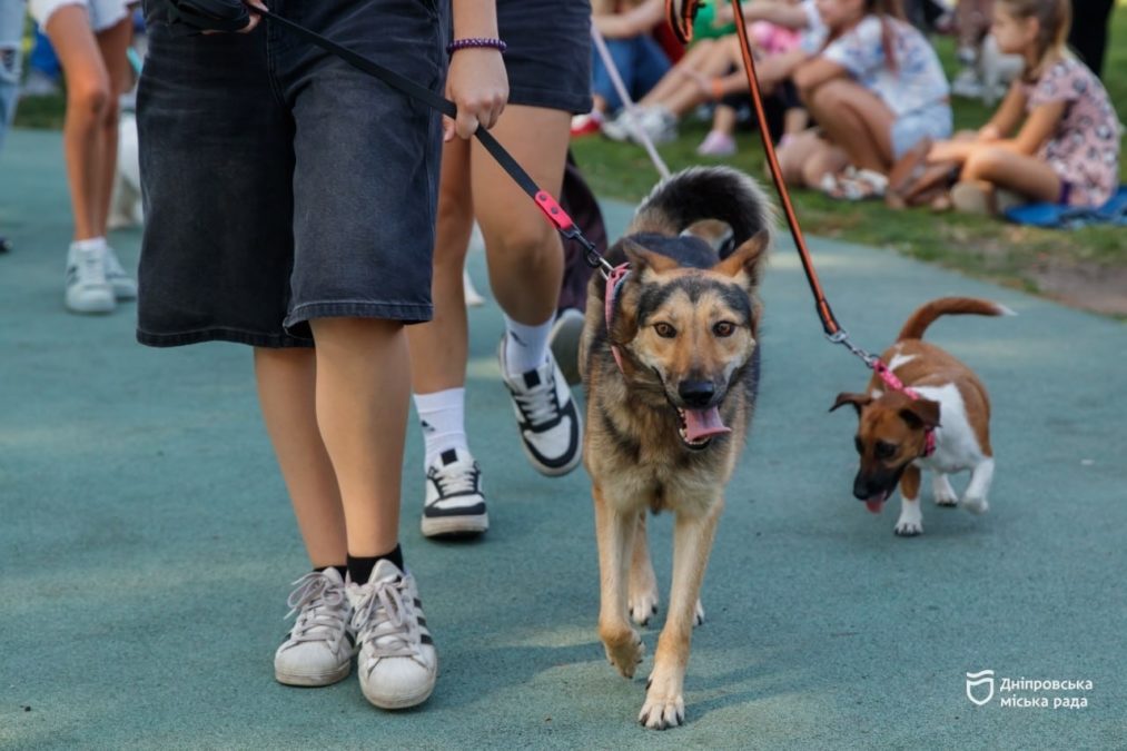 150 учасників разом зі своїми собаками: у Дніпрі пройшов сімейний фестиваль «ГавГавФест Козацькі Хвости» - 13.09.2026 o 150 учасників разом зі своїми собаками: у Дніпрі пройшов сімейний фестиваль «ГавГавФест Козацькі Хвости» - 13.09.2026