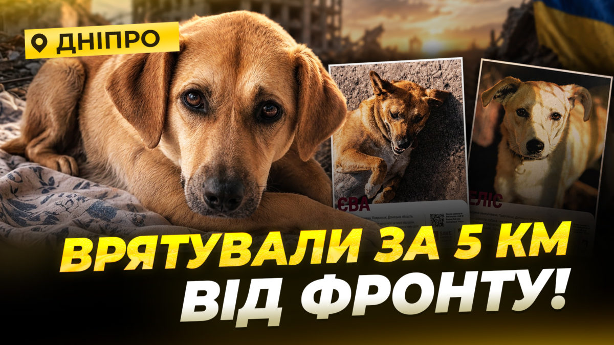 «Вагітною вигнали з дому»: яка доля собаки та її цуценят, евакуйованих із Покровська - 13.10.2026