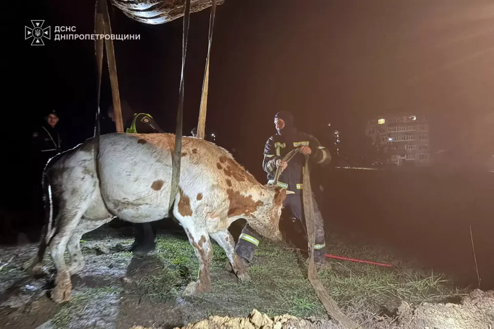 У Тернівці на Дніпропетровщині корова впала в яму біля місця прокладання водопроводу: тварину врятували надзвичайники - 18.10.2026
