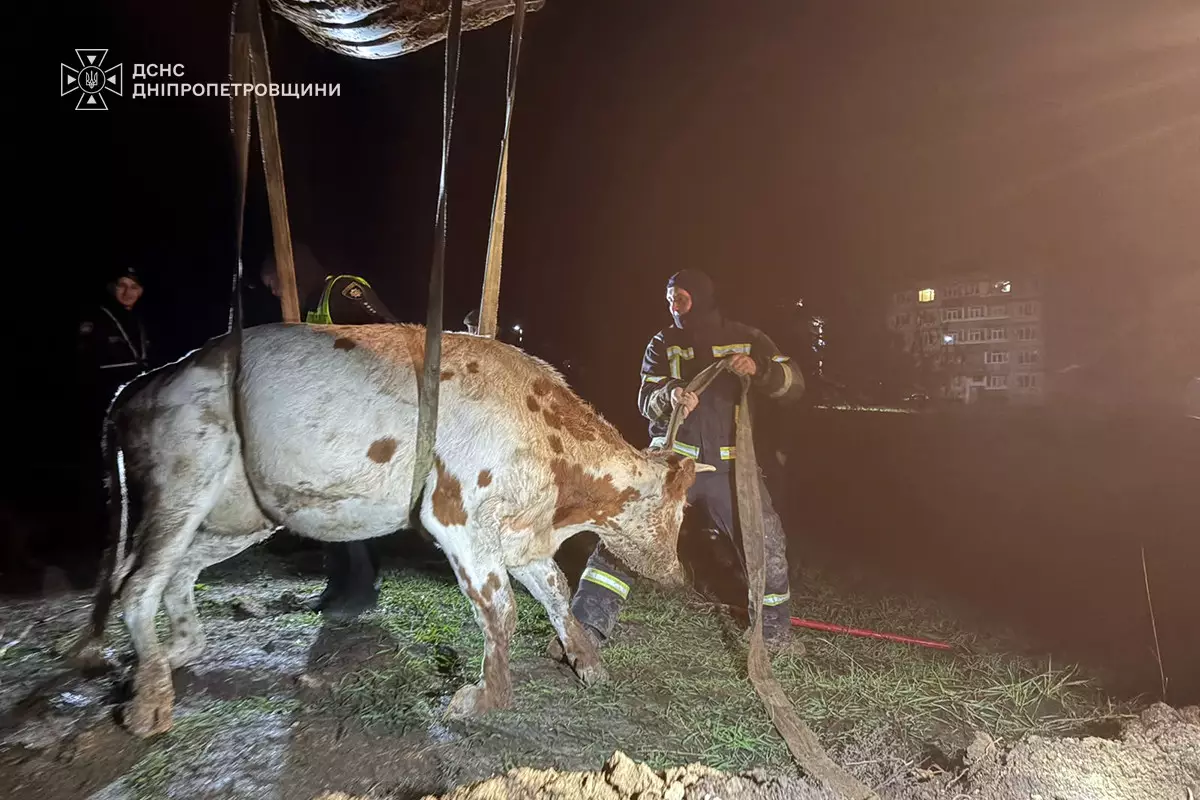У Тернівці на Дніпропетровщині корова впала в яму біля місця прокладання водопроводу: тварину врятували надзвичайники - 18.10.2026